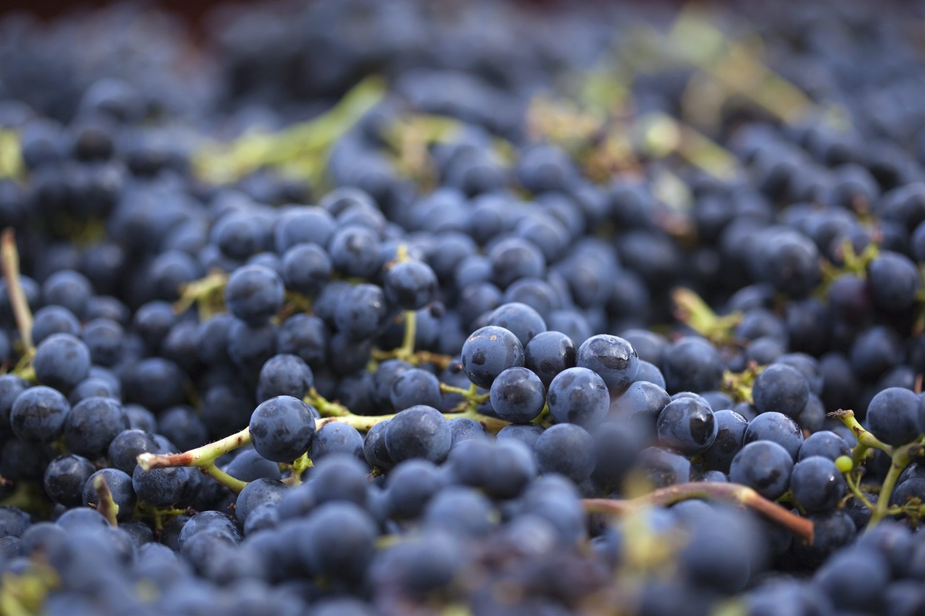 Racimos de uva de Arribes del Duero